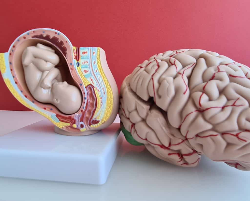 Development of the fetus and brain. Embryogenesis and fetal brain anatomy concept