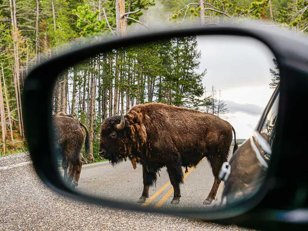 Bison crossing the road