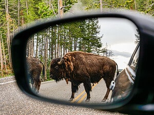 Watch Two Bison Running Wild Down a Yellowstone Highway and Right At a Parked Car Picture
