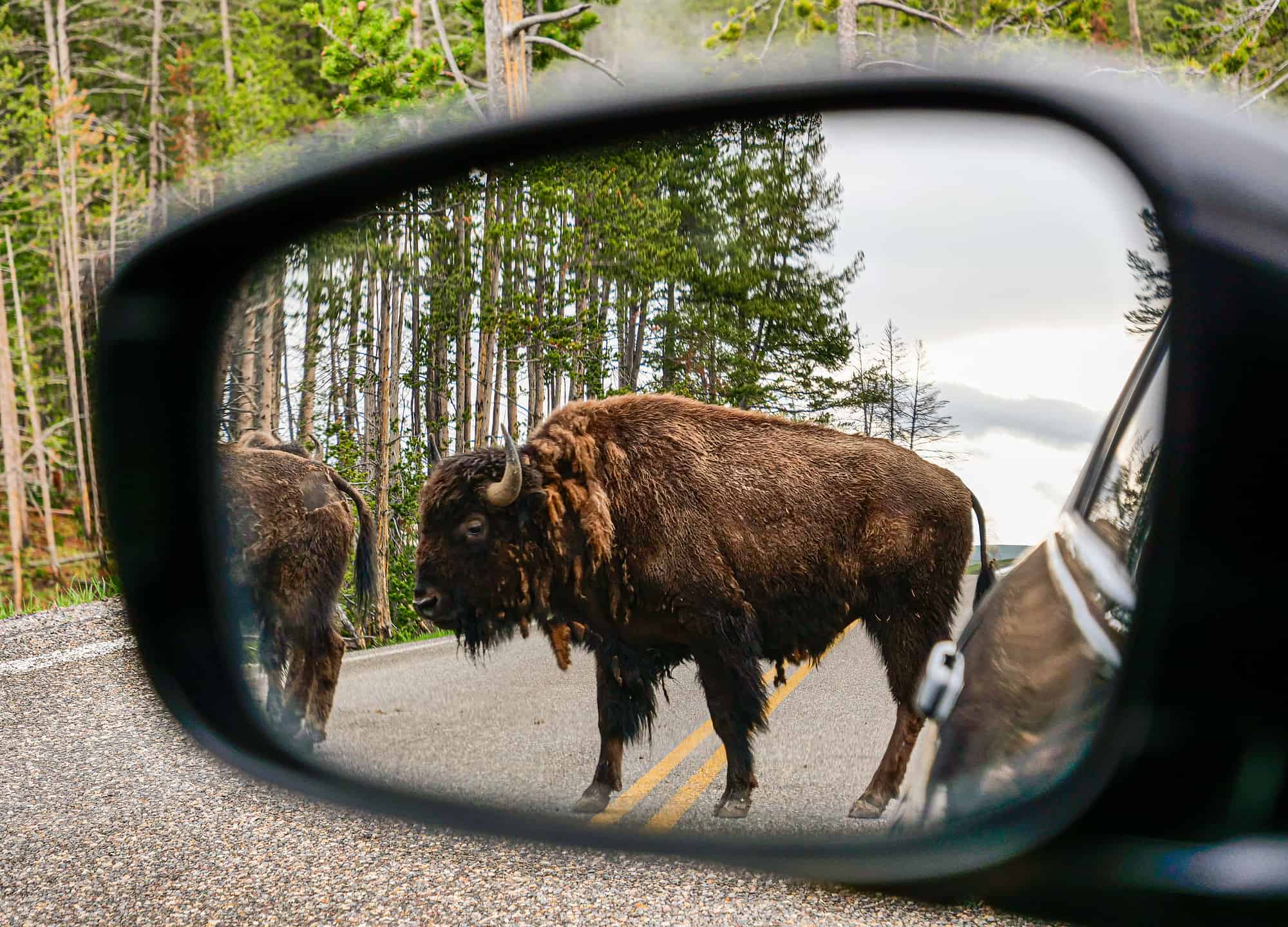 Bison crossing the road