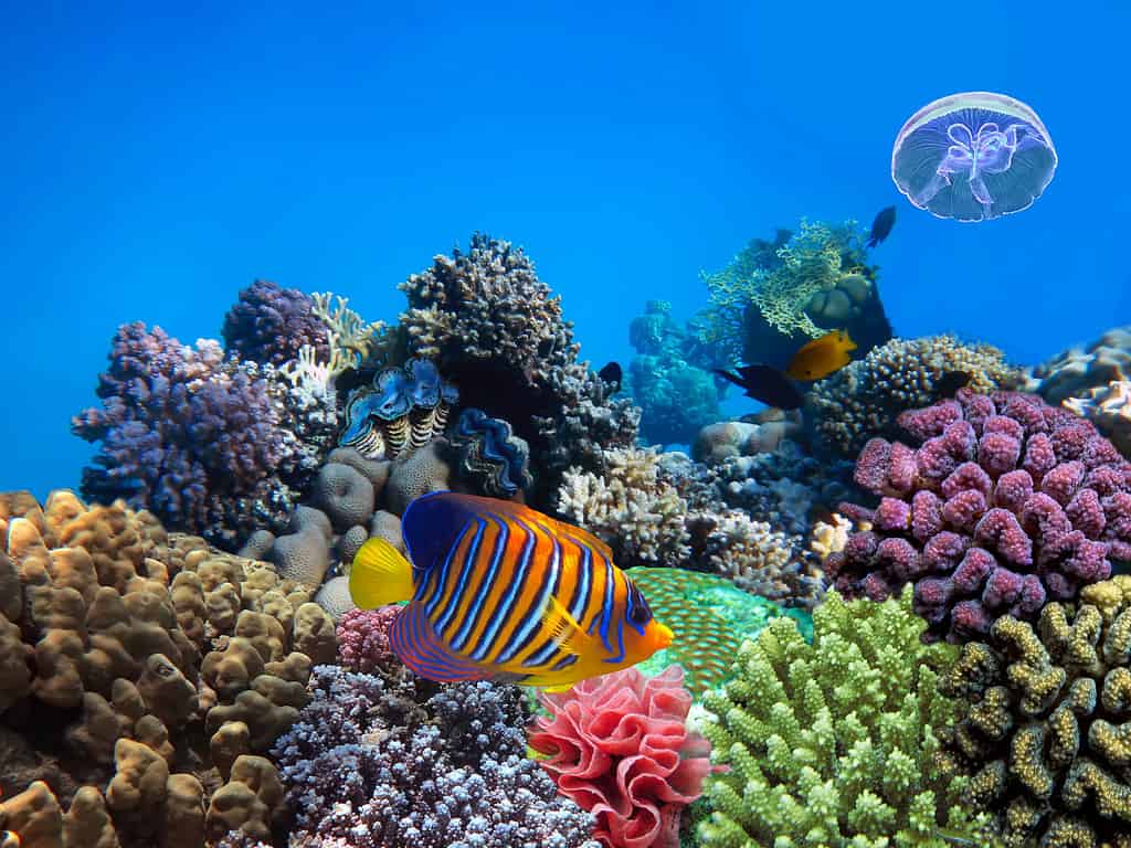 Soft and hard corals in the Red Sea