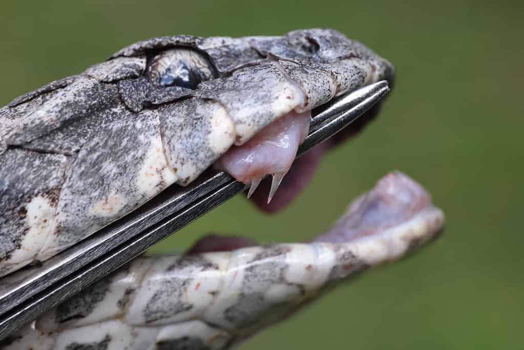 common death adder