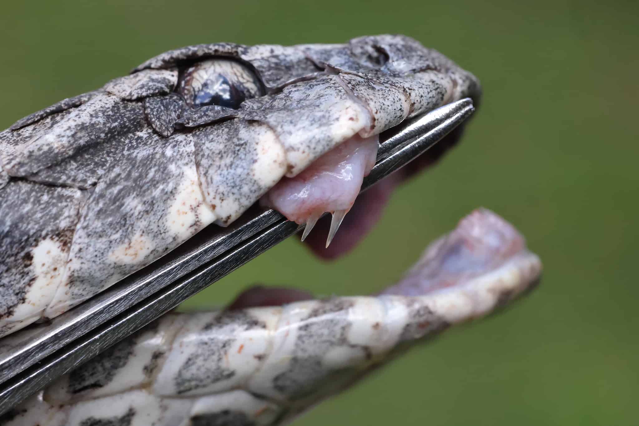 Meet 'Shazza' — The Insanely Venomous Snake Whose Bite Can Kill 60 ...