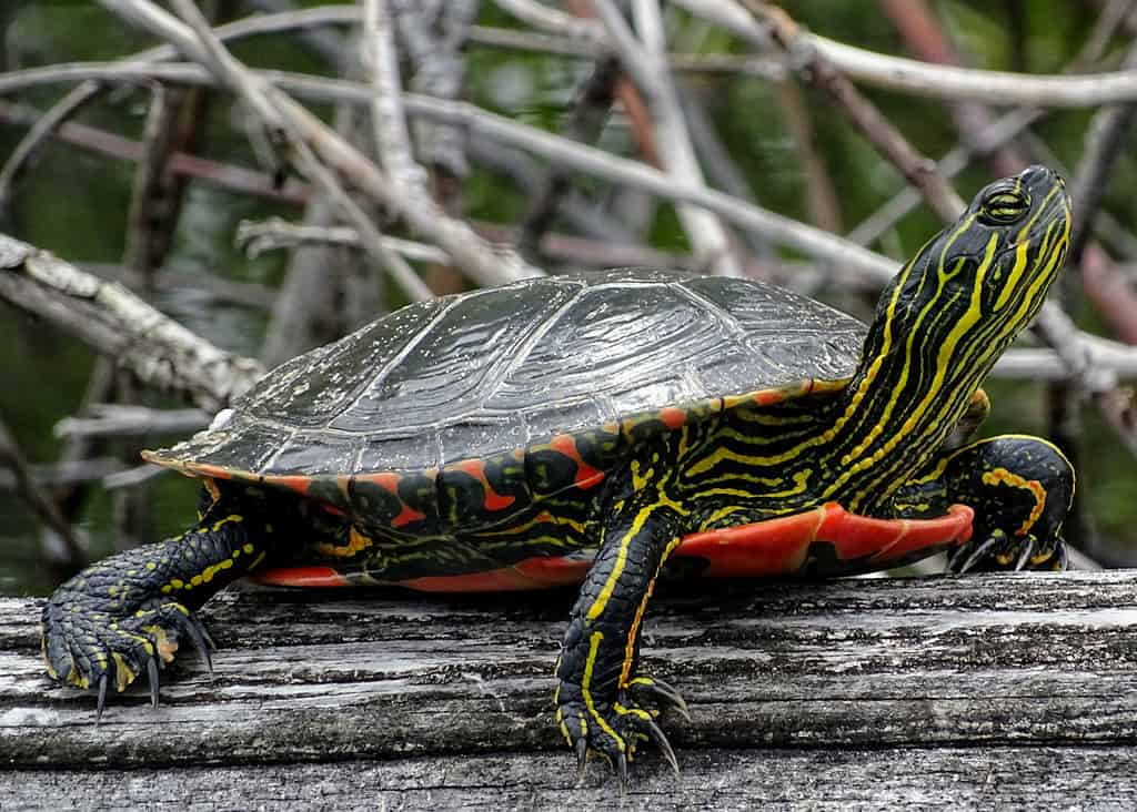 A close-up of a brightly colored western painted turtle basking on a log