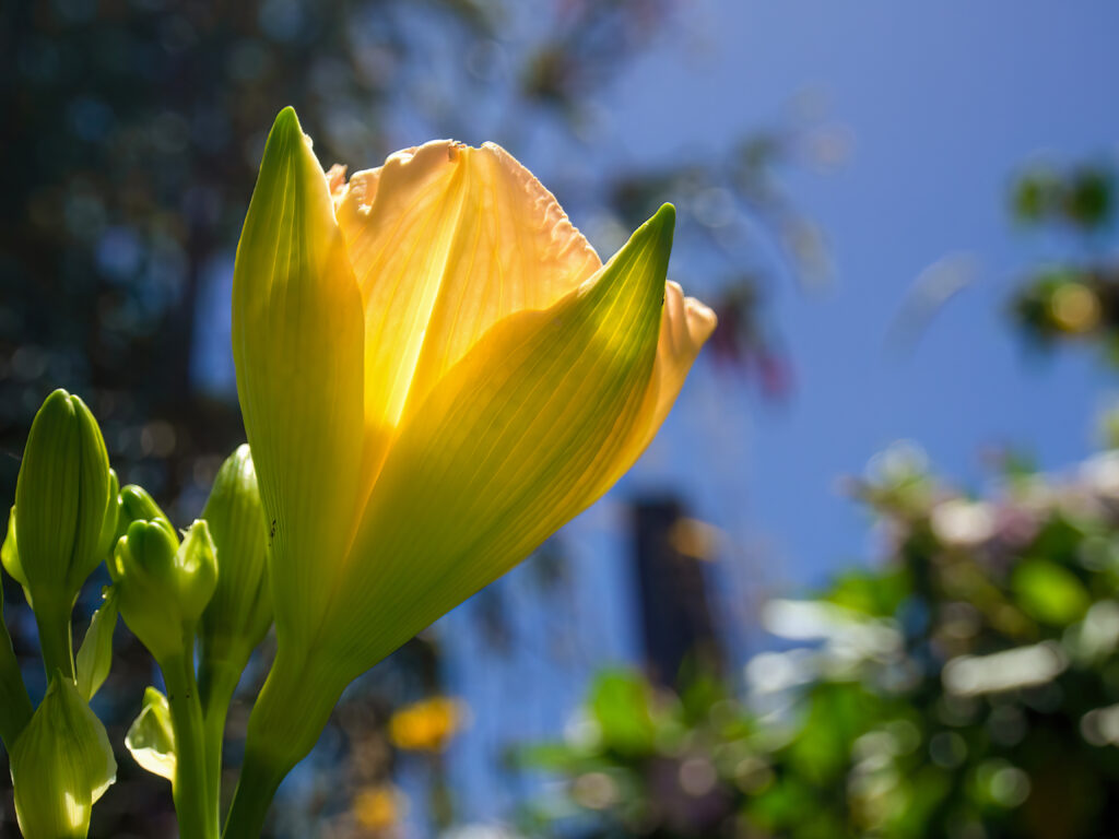 Macro photography of a yellow lily flower from the side, captured in a garden near the colonial town of Villa de Leyva in central Colombia.
