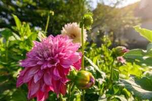10 Types Of Dahlia Bulbs Picture