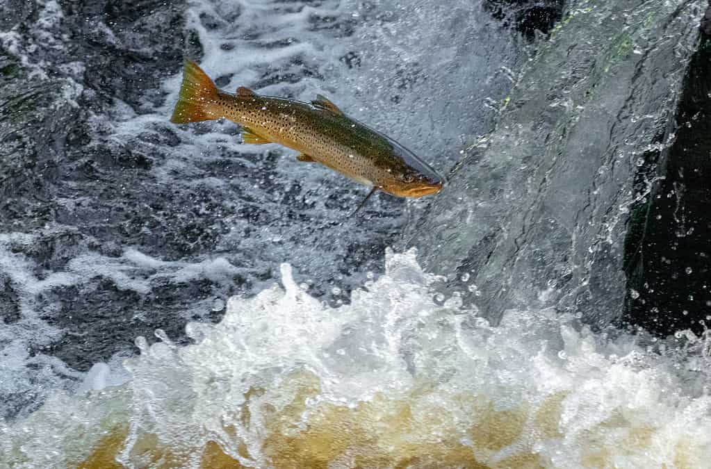 Sea Trout
