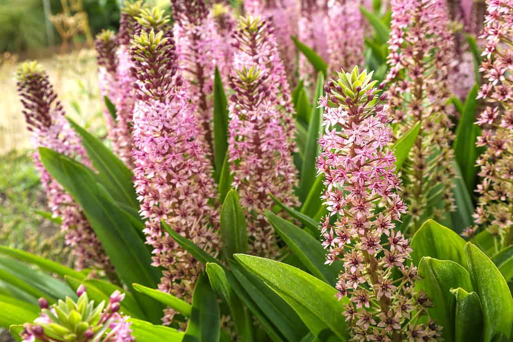 Beautiful flowering bushes of Eukomis against the background of greenery in the garden. Flowering eucomis with name Pink Gin.