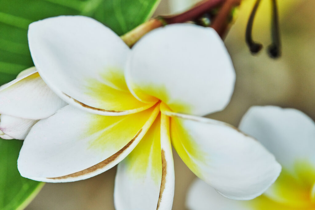 Sacuanjoche, the national flower of Nicaragua