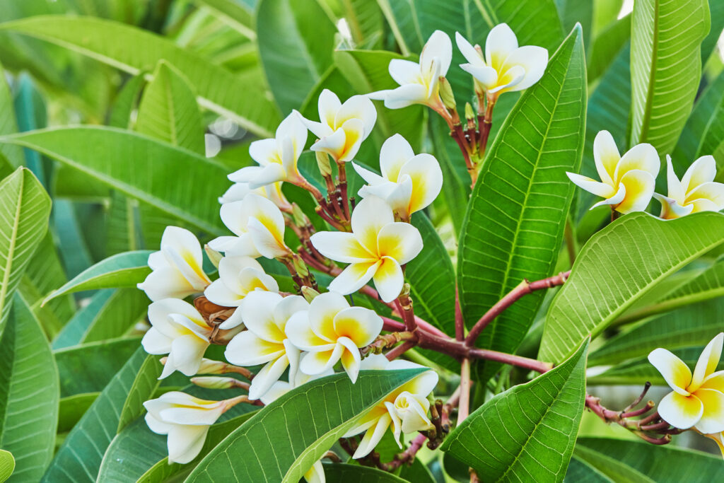 Sacuanjoche, the national flower of Nicaragua, with green leaves in the background