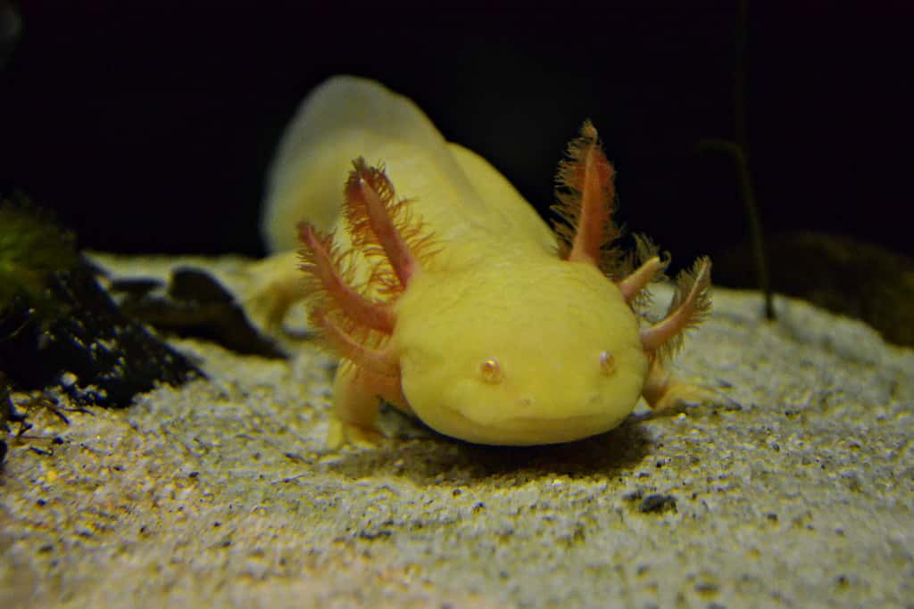 Orange Axolotl