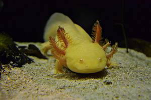 See 6 Rare and Unique Axolotl Colors Picture