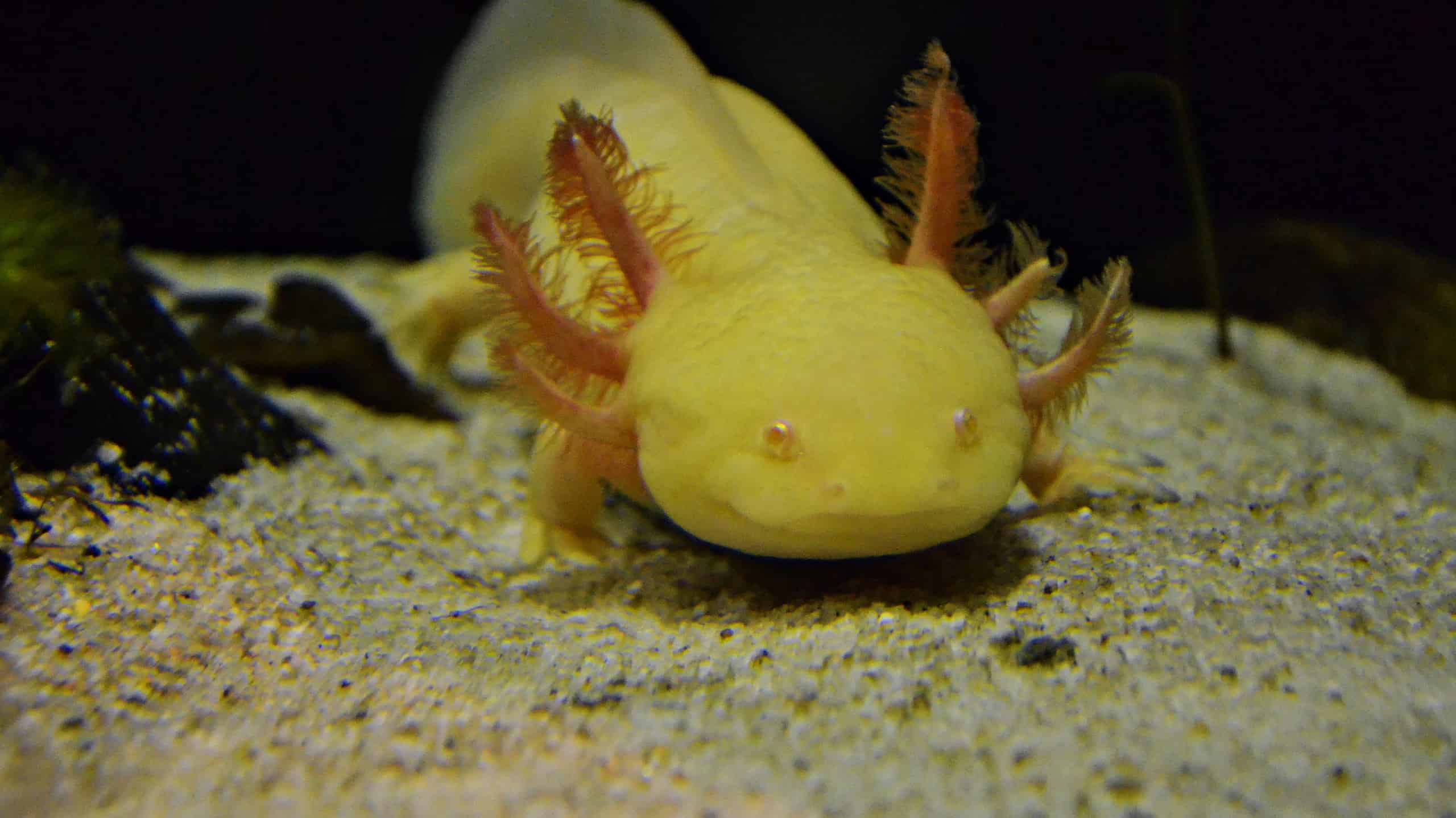 axolotl colors rarity