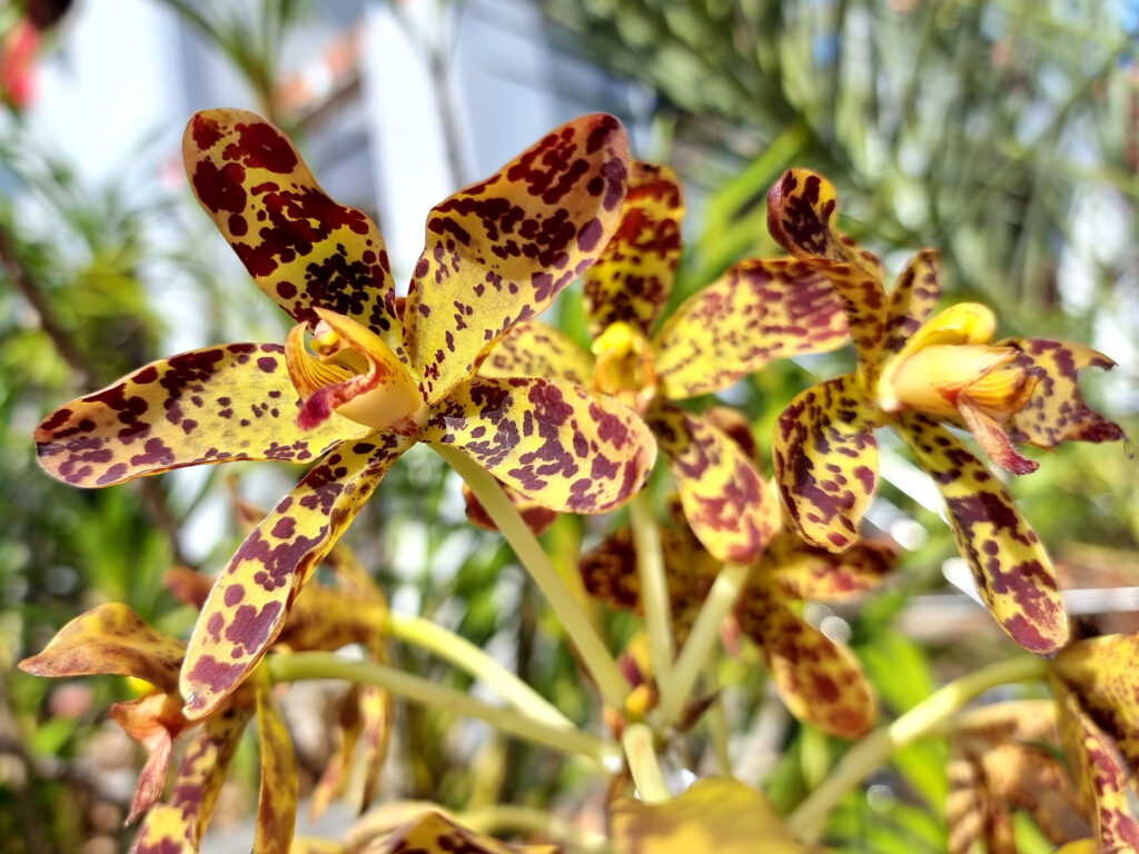 Tiger orchid, Grammatophyllum speciosum