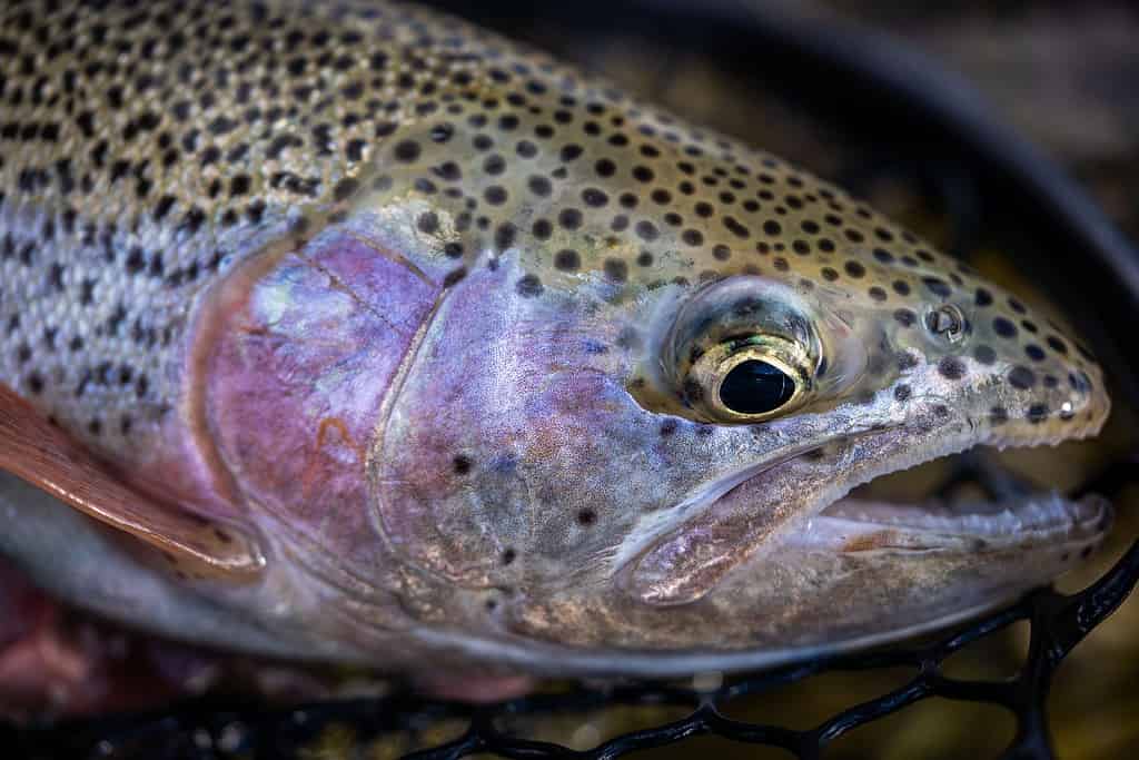 A closeup of Lahontan cutthroat trout caught in the net
