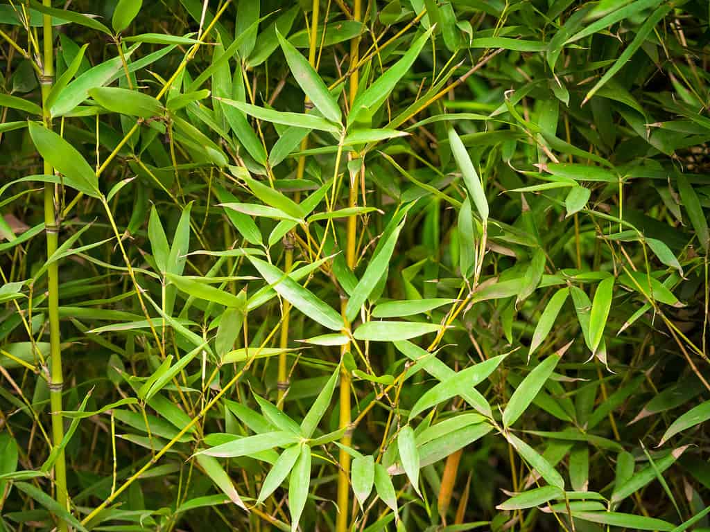Phyllostachys Aurea is a running bamboo that is classified as invasive in some areas.