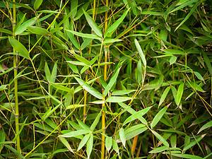 Bamboo In Texas Picture