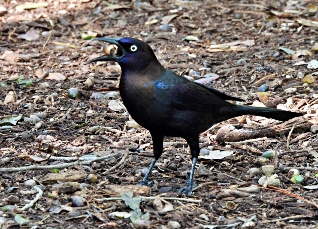 Common grackle (Quiscalus quiscula)