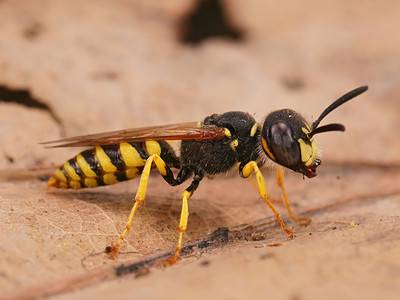 A Beewolf wasp