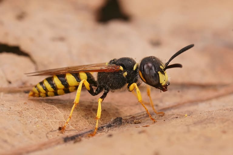 Beewolf wasp, Philantus triangulum