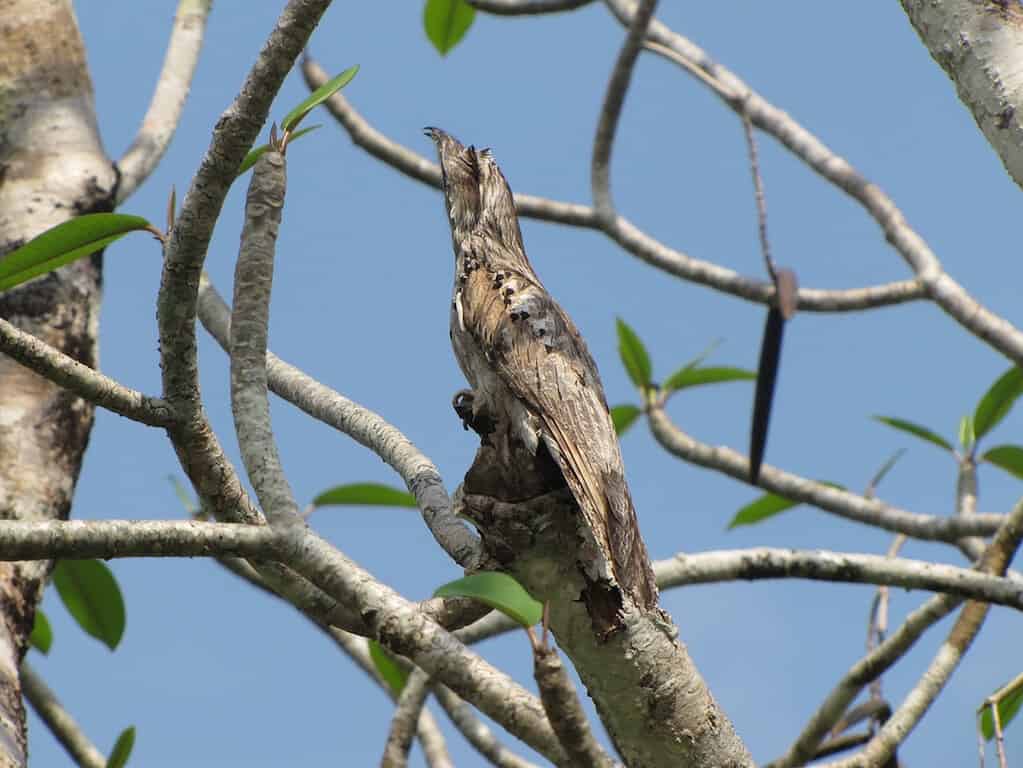 Pootoo blends into trees using its color and by staying very still