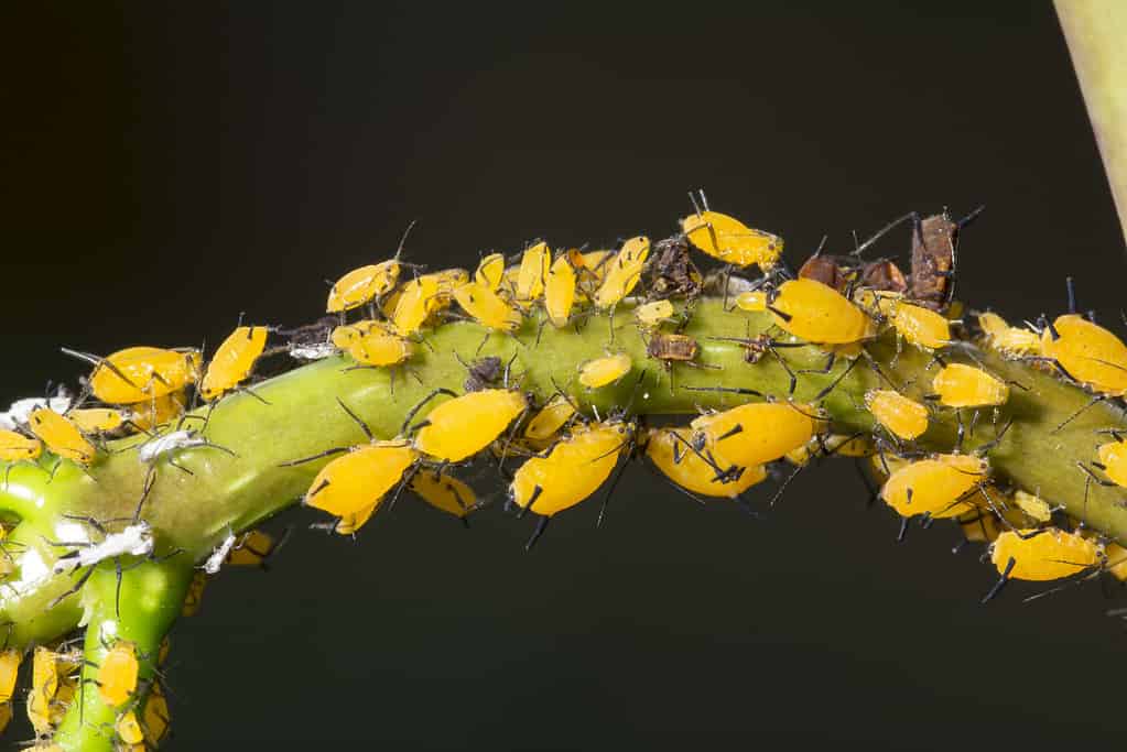 Milkweed aphids. Aphis nerii