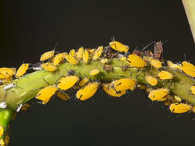 A Milkweed aphids