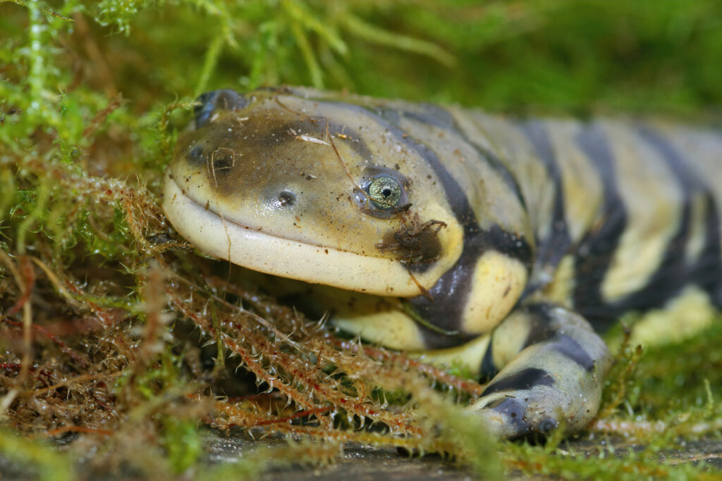 A closeup shot of a barred tiger salamander on green moss