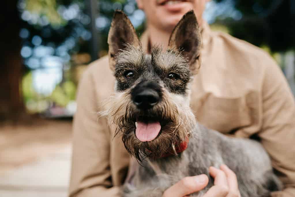 Miniature schnauzer being held