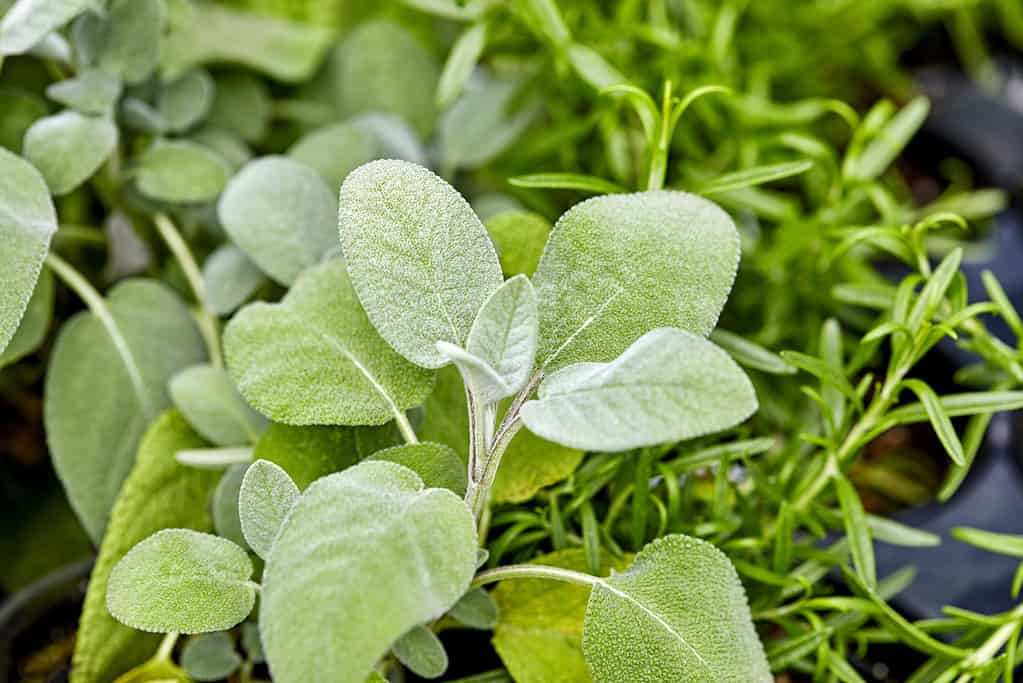 Sage plant