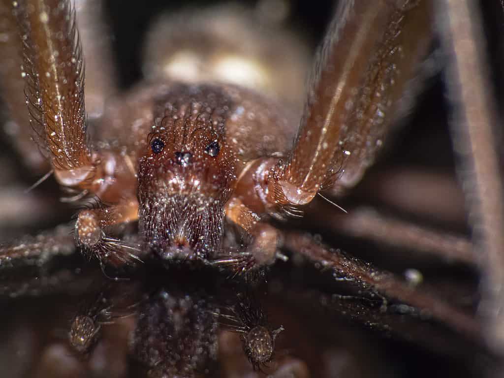 A macro shot of a Brown recluse spider