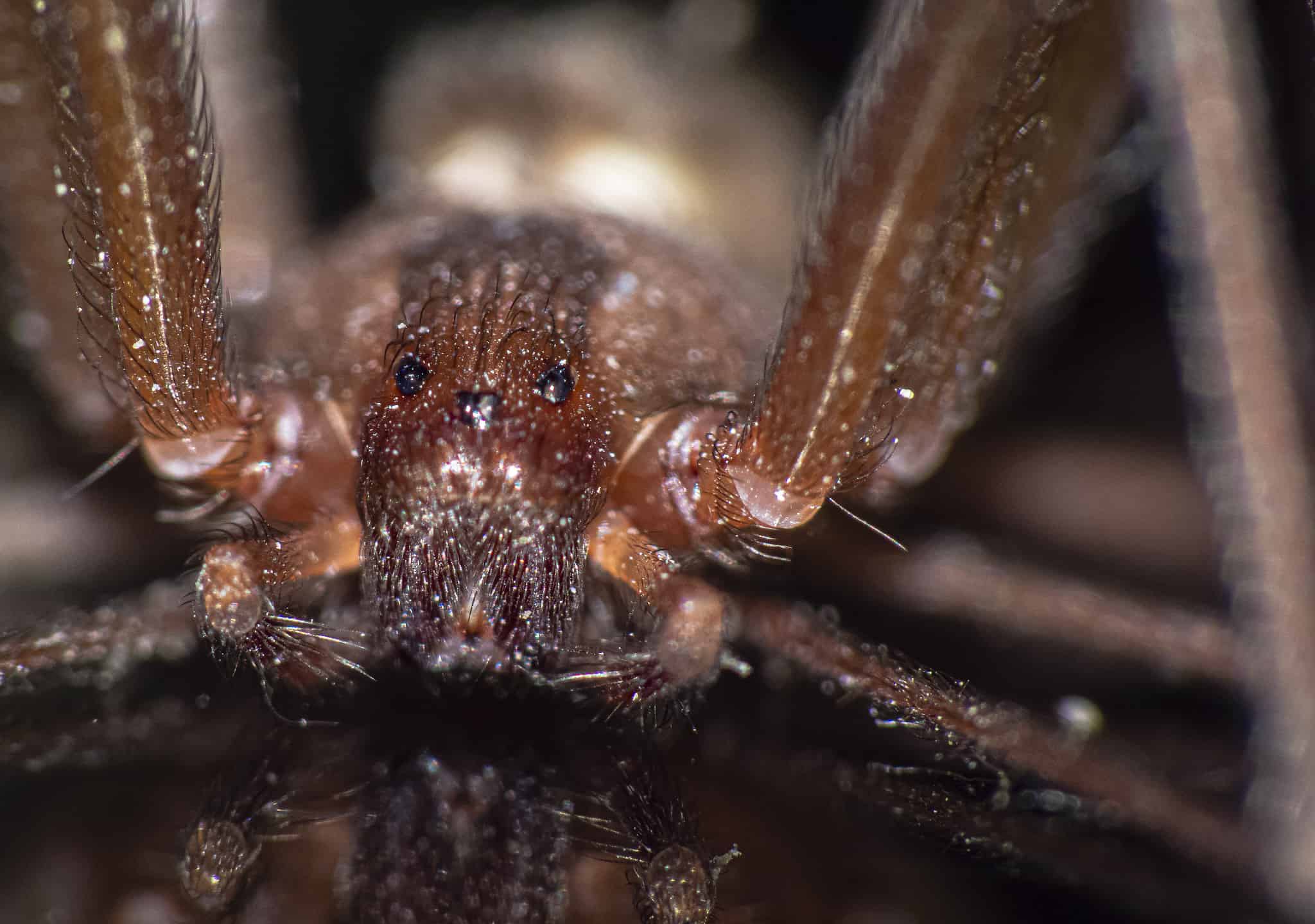 How to Identify a Brown Recluse Spider AZ Animals