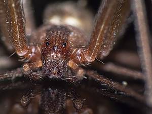 How to Get Rid of Brown Recluse Spiders Picture
