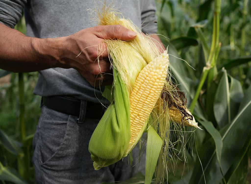 Freshly picked corn