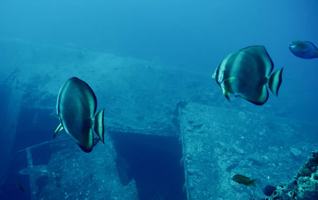 Oriculuar Spadefish swim toward opening in hull of WW2 wreck of SS Thistlegorm