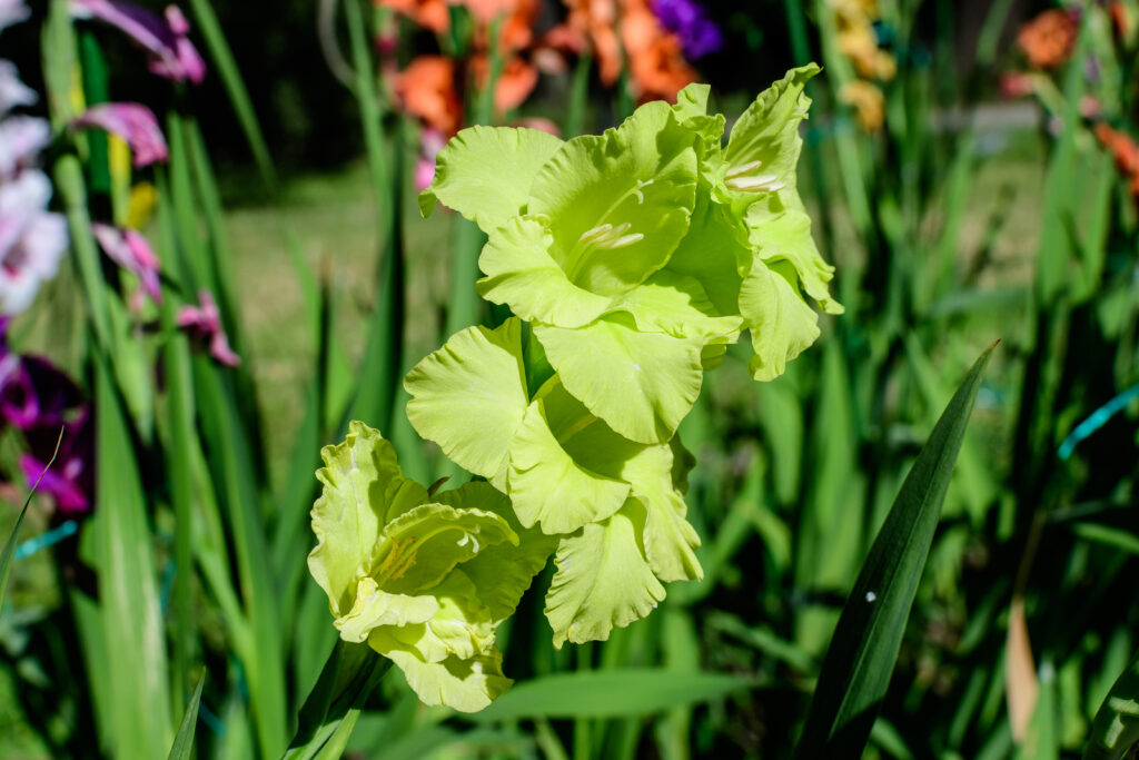 green gladiolus