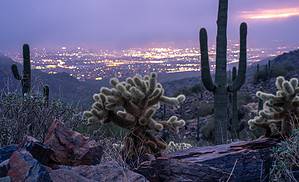 8 Cacti That Thrive in Arizona photo