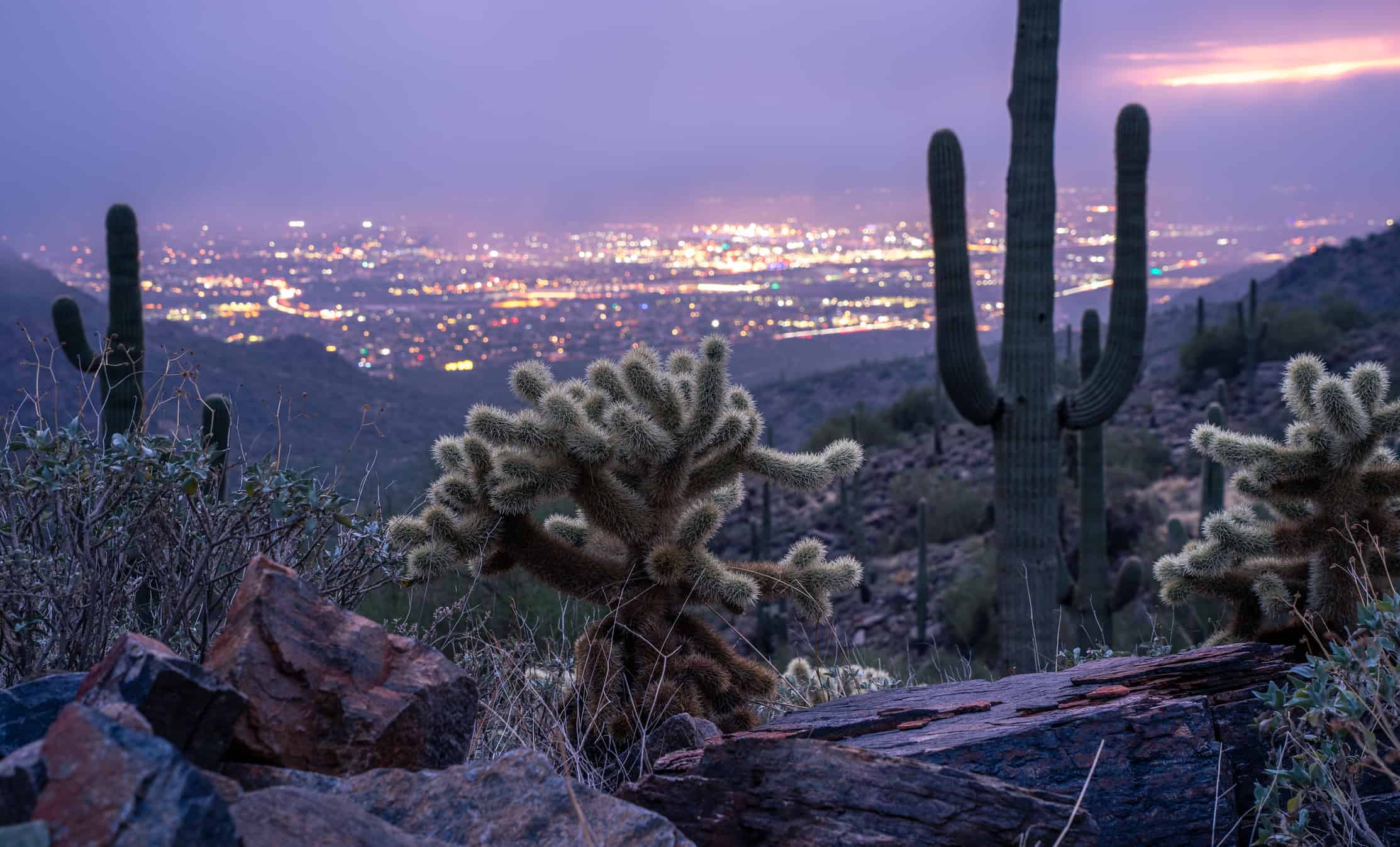 Cacti in Arizona