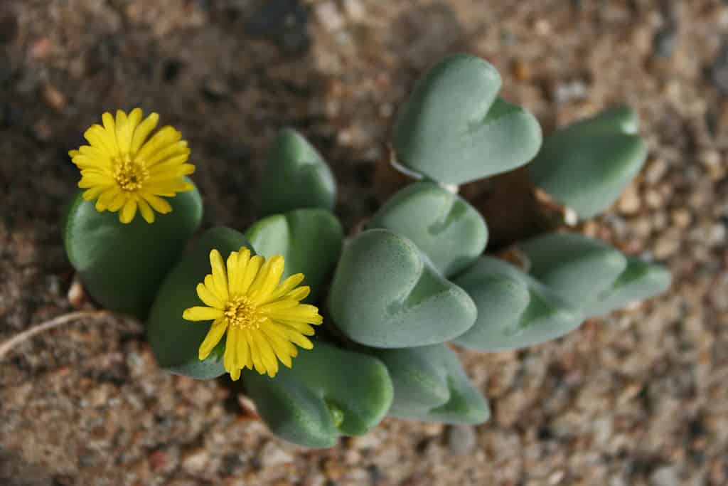 Conophytum bilobum has two lobe-like leaves that splits as it grows