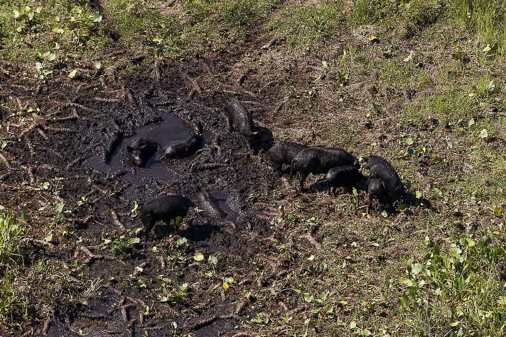 Wild hogs rolling in the mud