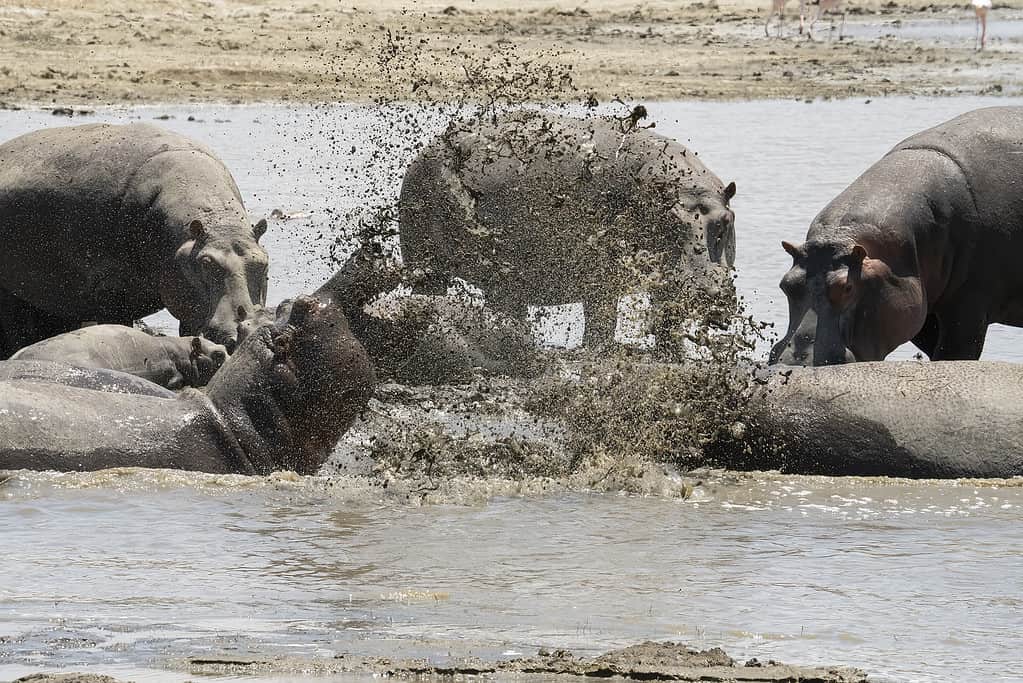 Two hippopotami fighting and splashing muddy water all around, in lake Magadi, Tanzania.