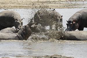 Watch This Crocodile Pay the Ultimate Price When It Wades in a Thunder of Hippos Picture