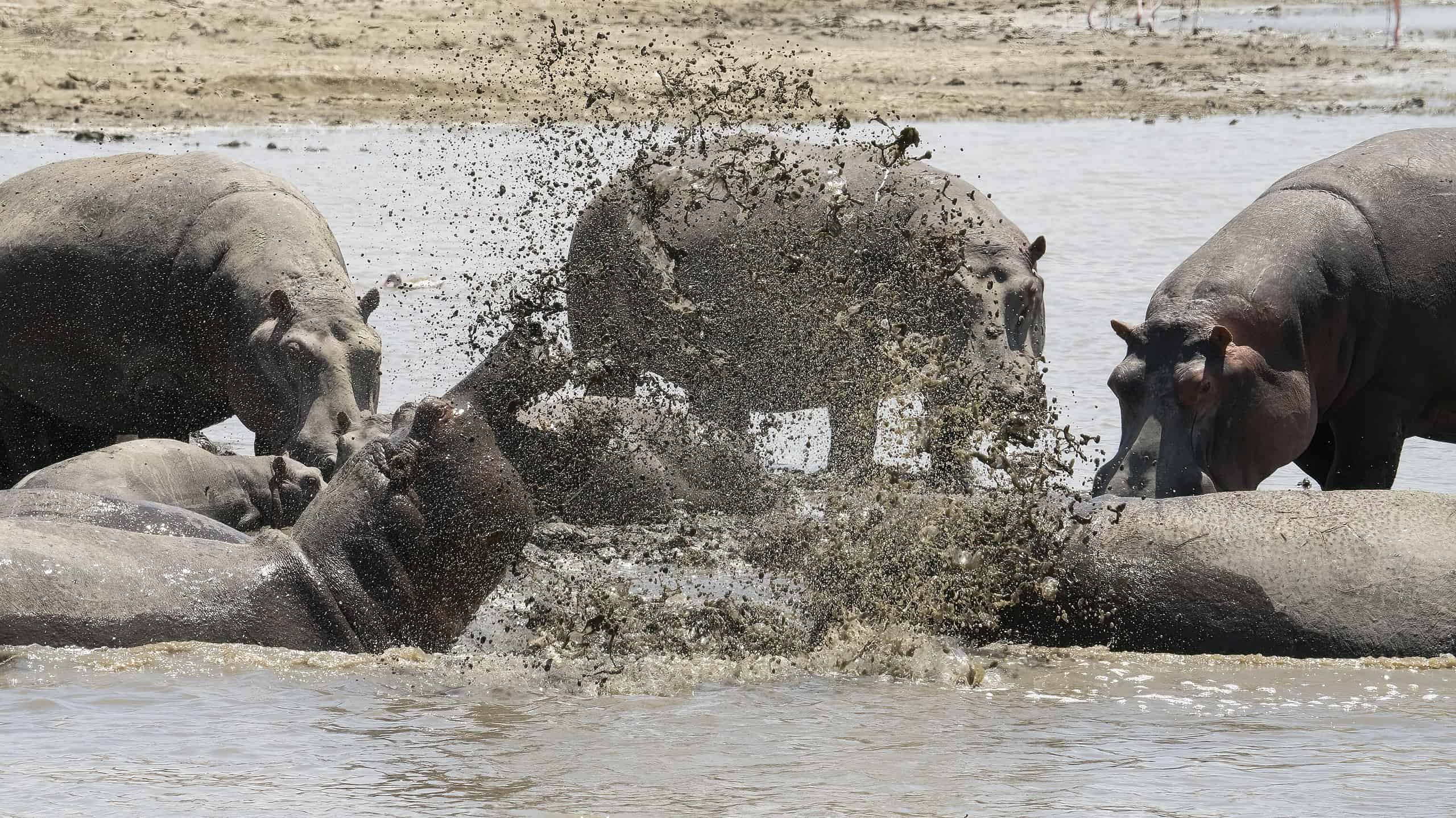 Two hippopotami fighting and splashing muddy water all around, in lake Magadi, Tanzania.