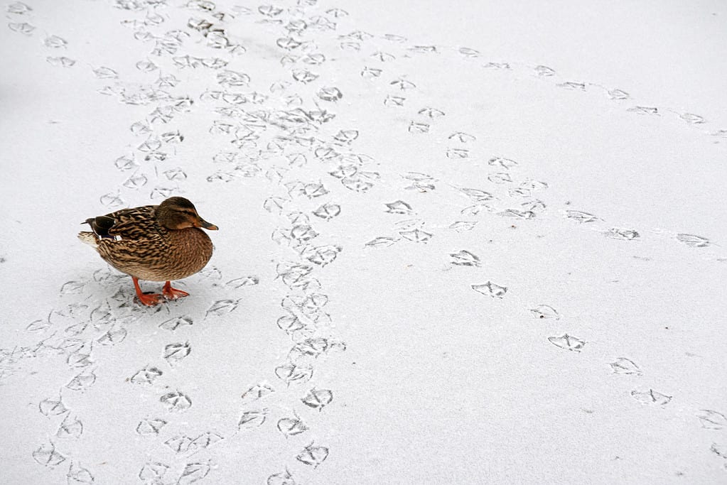Duck among a series of duck tracks