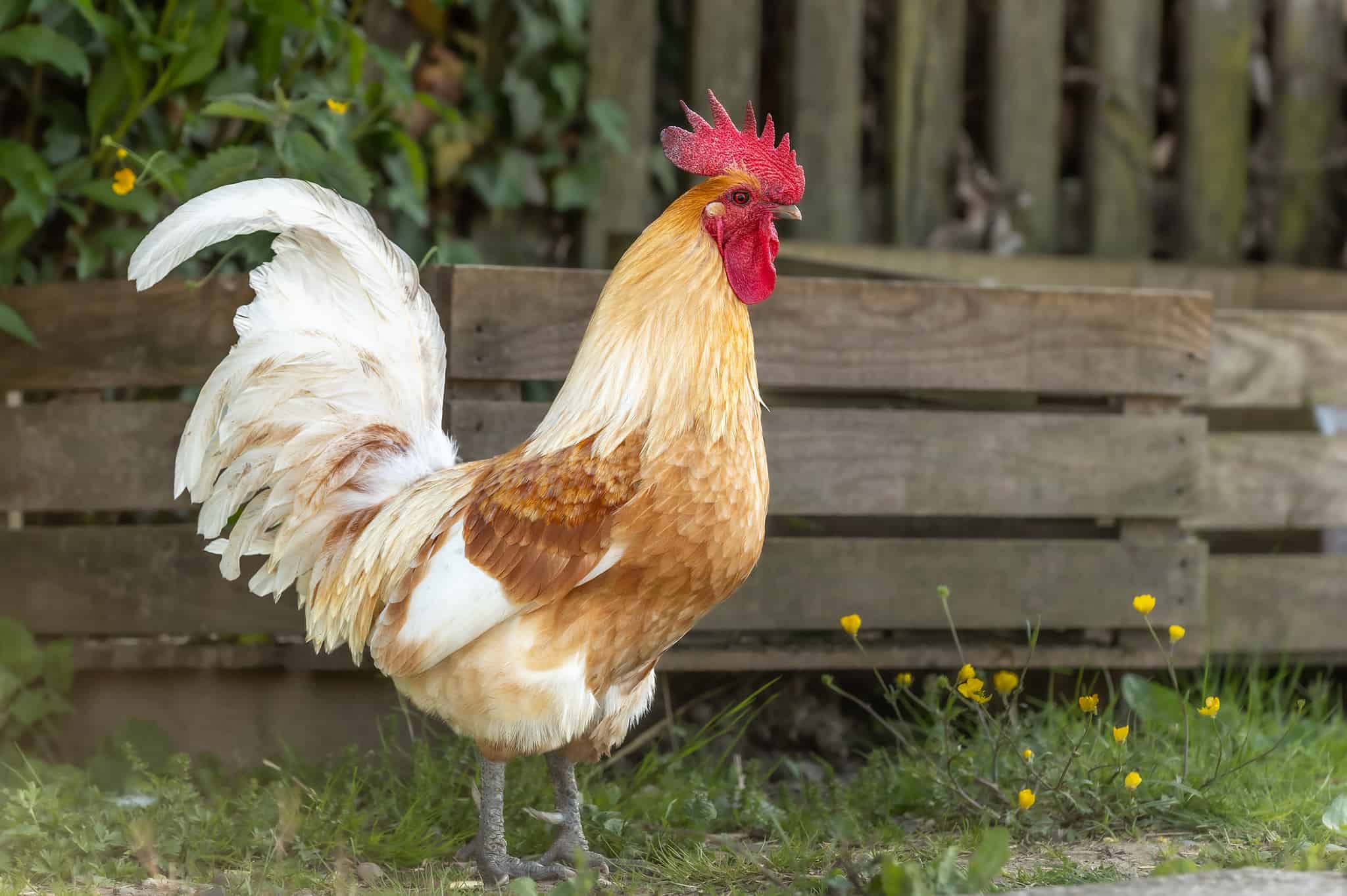 How Are Chicken Eggs Fertilized? - A-Z Animals