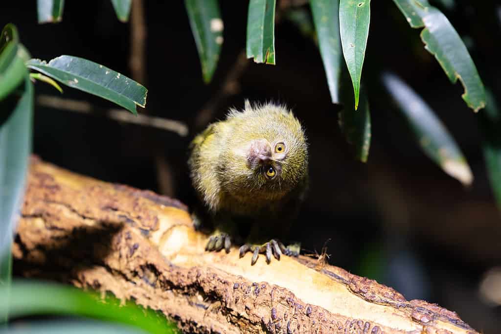 Western pygmy marmoset monkey