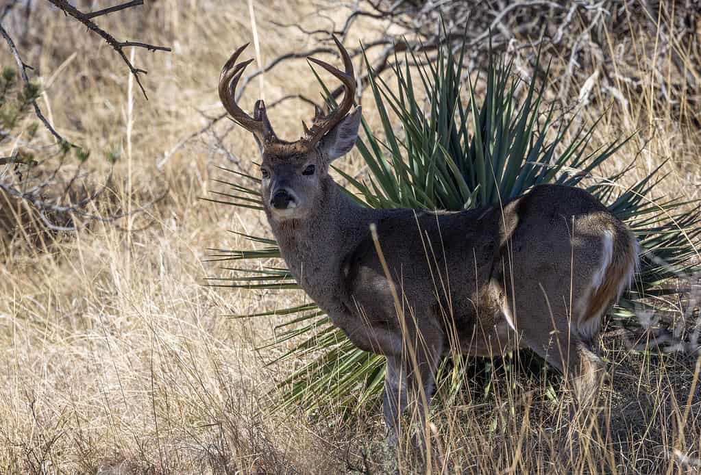 Coues whitetail deer buck