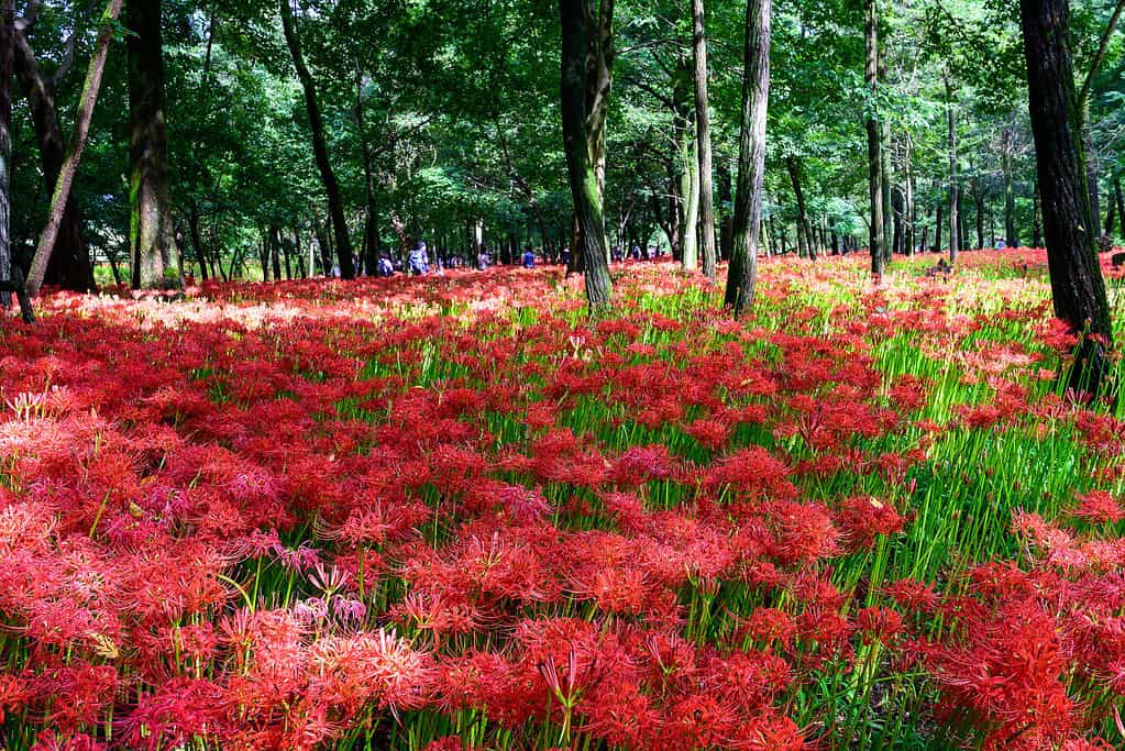 Field of red spider lilies