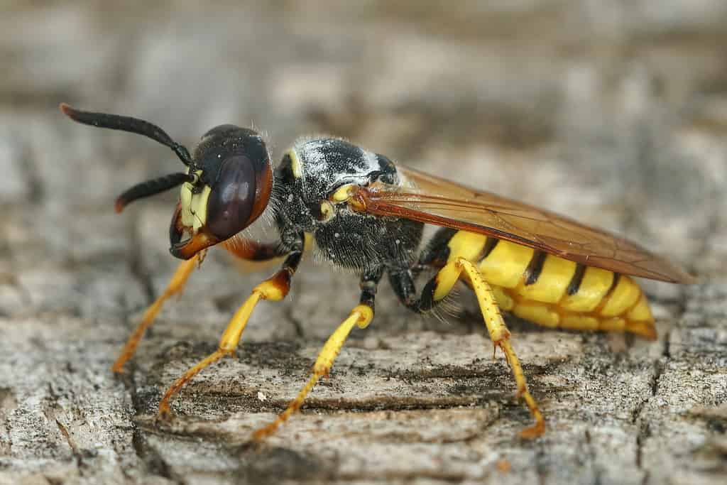 European beewolf, Philanthus triangulum