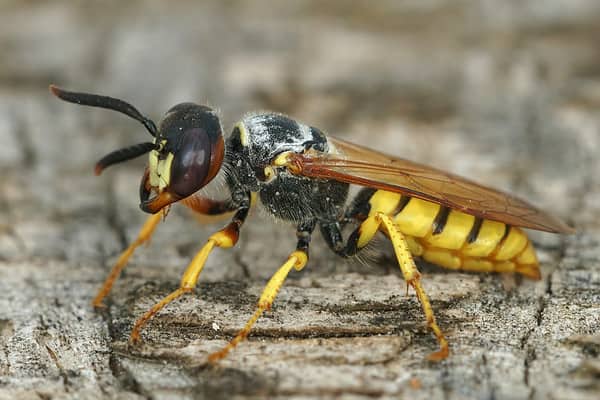 Beewolf Wasp - A-z Animals